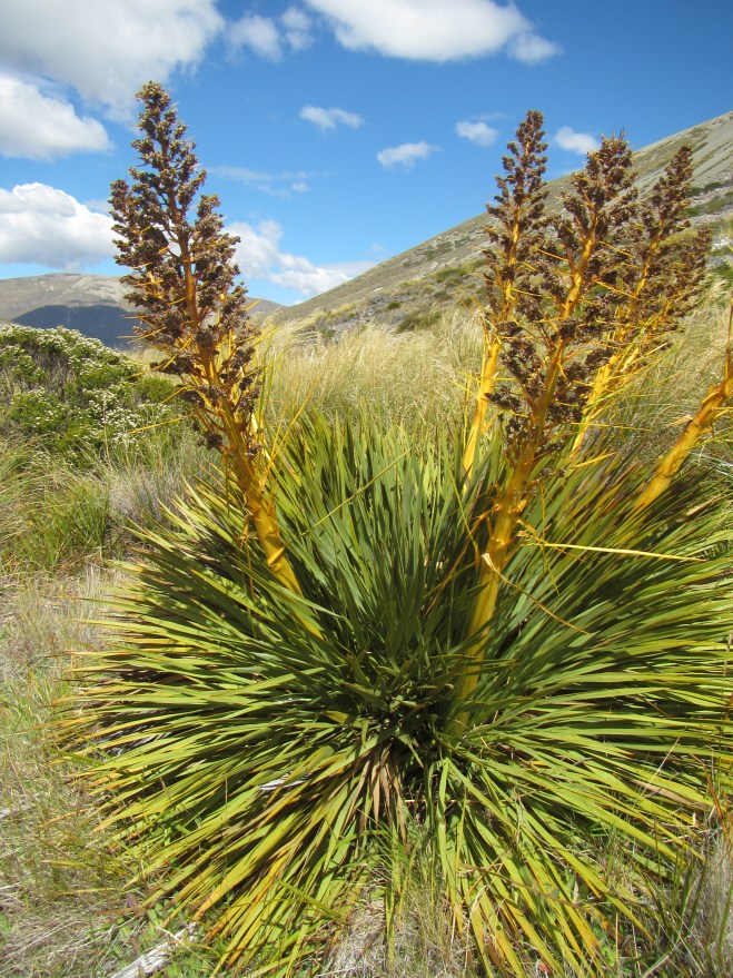 A healthy specimen of Spiky Spaniard (Spear Grass)